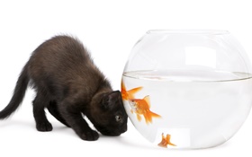 Black cat and goldfish HD wallpaper