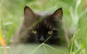 Black cat face, grass, summer, blurry