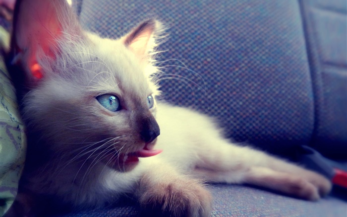 Blue eyes cat on chair Wallpapers Pictures Photos Images