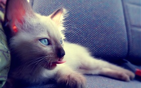 Blue eyes cat on chair HD wallpaper