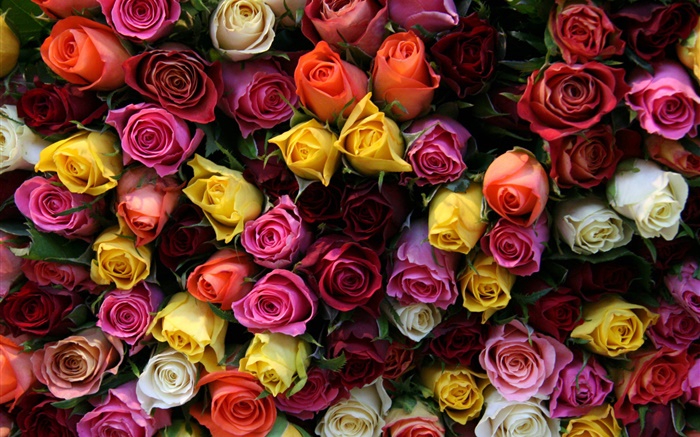 Many rose flowers, different colors Wallpapers Pictures Photos Images