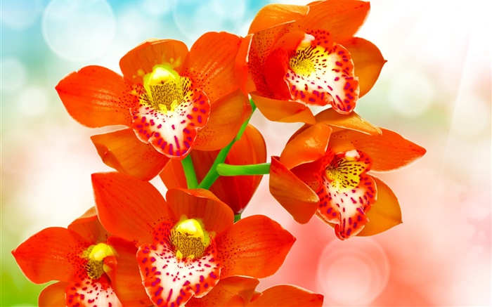 Orange petals orchid Wallpapers Pictures Photos Images