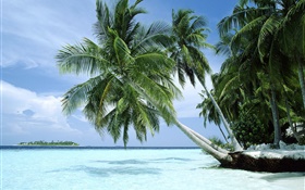 Palm trees, sea, coast HD wallpaper