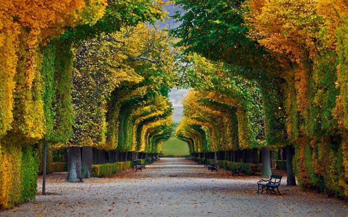 Park, trees, road, bench, autumn Wallpapers Pictures Photos Images