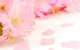 Pink apple flowers close-up HD wallpaper