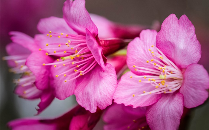Pink flowers macro photography, pistil Wallpapers Pictures Photos Images