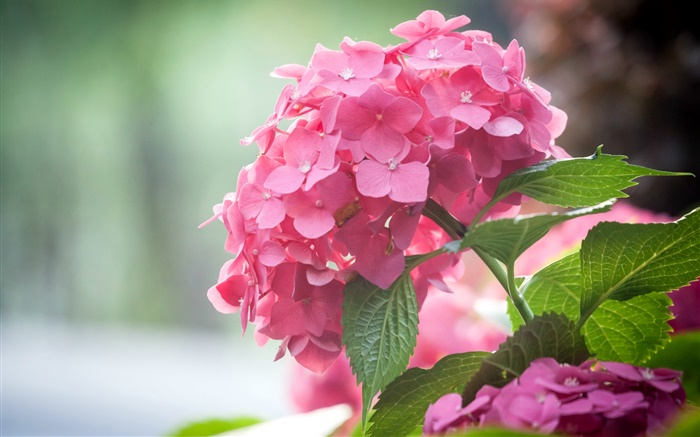 Pink hydrangea flowers, leaves Wallpapers Pictures Photos Images