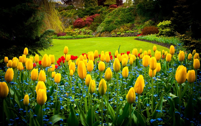 Queen Elizabeth Park, Canada, yellow tulips, lawn Wallpapers Pictures Photos Images