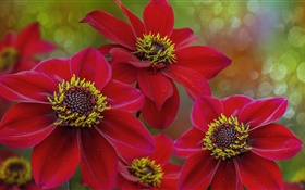 Red flowers macro photography, petals, pistil HD wallpaper