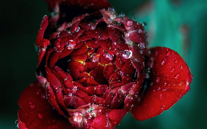 Red rose flower close-up, dew Wallpapers Pictures Photos Images