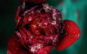 Red rose flower close-up, dew HD wallpaper