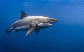 Shark, blue sea HD wallpaper