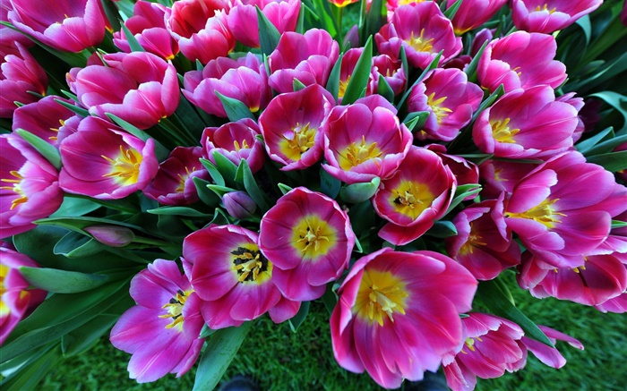 Spring flowers, purple tulips Wallpapers Pictures Photos Images