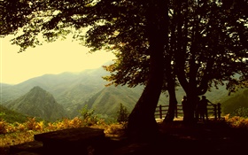 Trees, mountain, dusk HD wallpaper