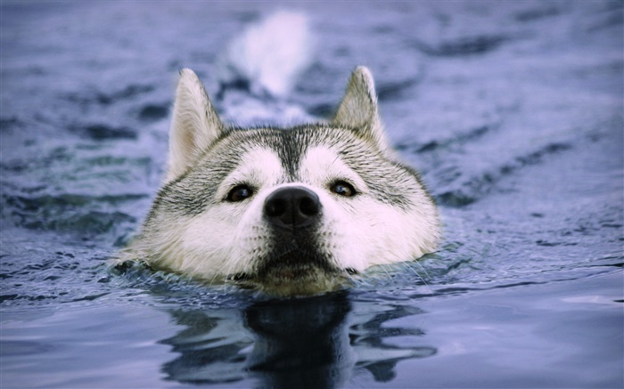 Wolf swim in the water Wallpapers Pictures Photos Images