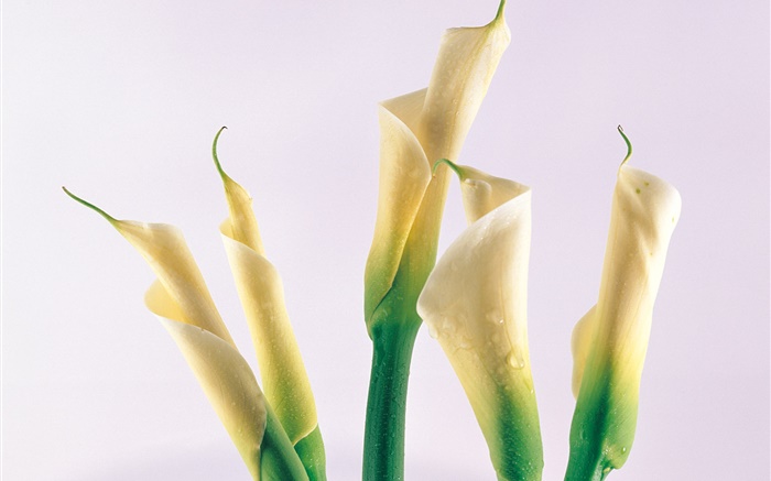 Calla lily, water drops Wallpapers Pictures Photos Images