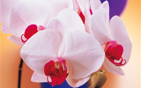 Phalaenopsis white petals
