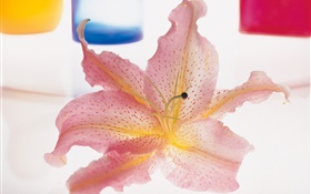 Pink petals lily close-up
