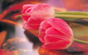 Pink tulips, flower close-up HD wallpaper