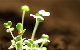 Green buds, bokeh HD wallpaper
