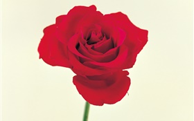 One red rose HD wallpaper