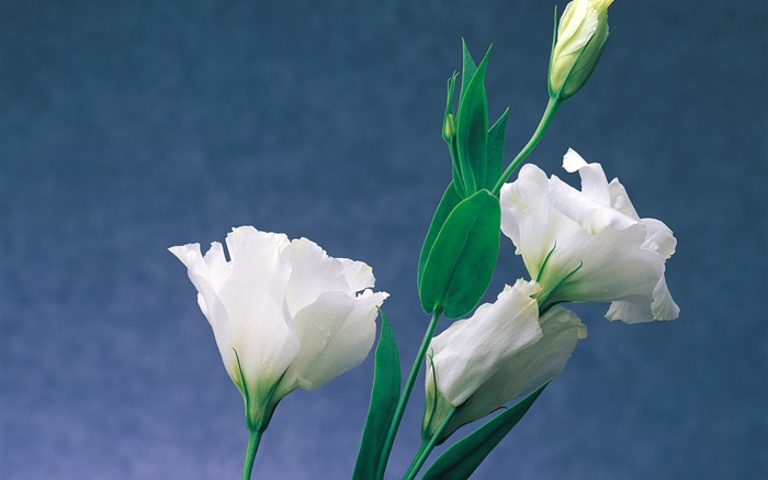 White carnations Wallpapers Pictures Photos Images