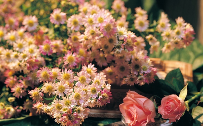 Pink flowers, rose and chamomile Wallpapers Pictures Photos Images