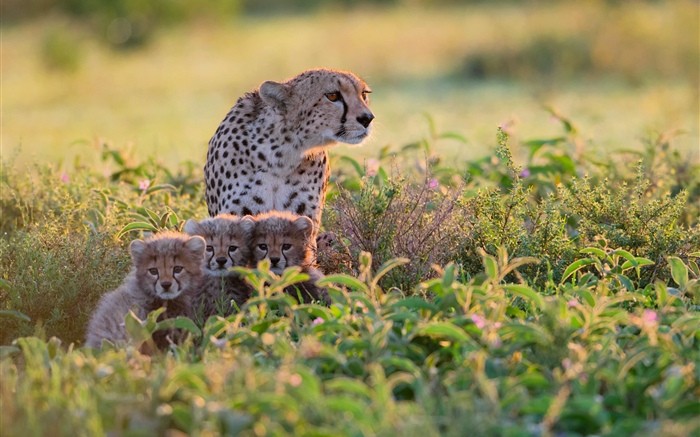 Africa, Tanzania, cheetahs family, bushes Wallpapers Pictures Photos Images