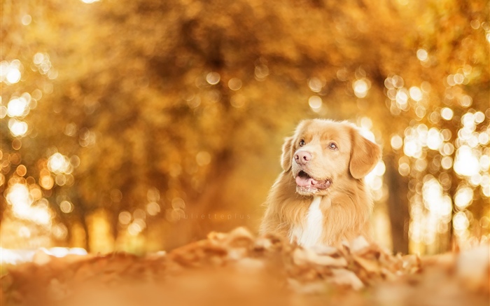 Autumn, dog, glare, blurry Wallpapers Pictures Photos Images