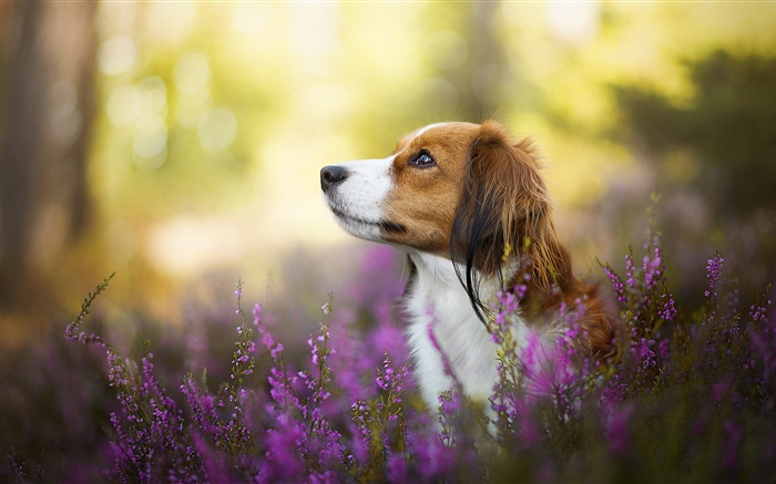 Dog, flowers, blurry Wallpapers Pictures Photos Images