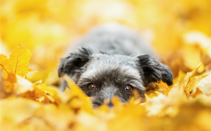 Dog hidden in the yellow leaves, autumn Wallpapers Pictures Photos Images