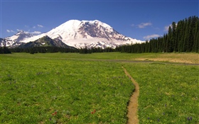 Grass, tree, path, mountain, snow HD wallpaper