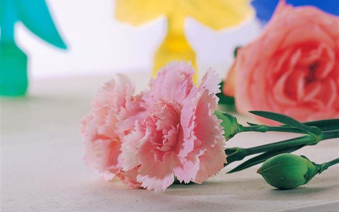 Pink carnations close-up Wallpapers Pictures Photos Images