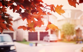 Red maple leaves, autumn, street HD wallpaper