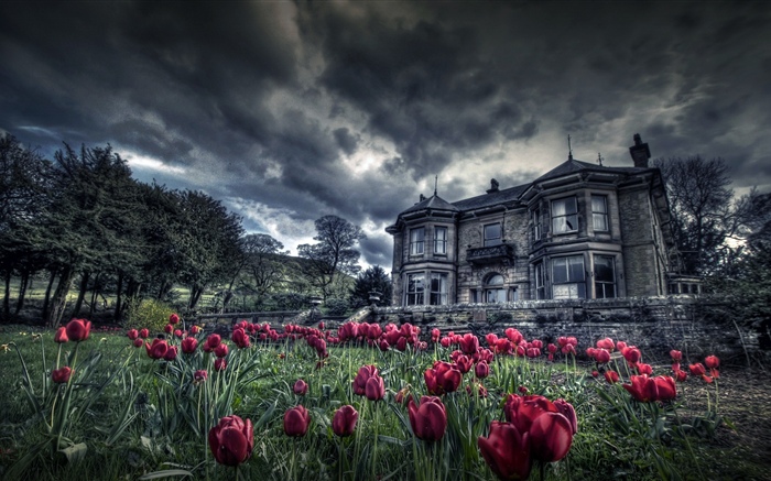 Red tulips, house, clouds, dusk Wallpapers Pictures Photos Images