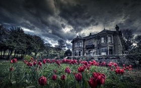 Red tulips, house, clouds, dusk