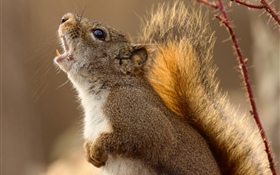 Squirrel, shouts HD wallpaper
