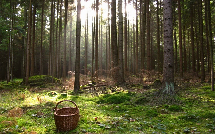 Austria, forest, trees, basket Wallpapers Pictures Photos Images