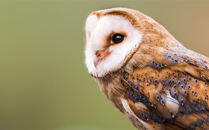 Barn owl Wallpapers Pictures Photos Images