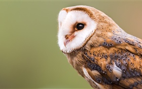 Barn owl HD wallpaper