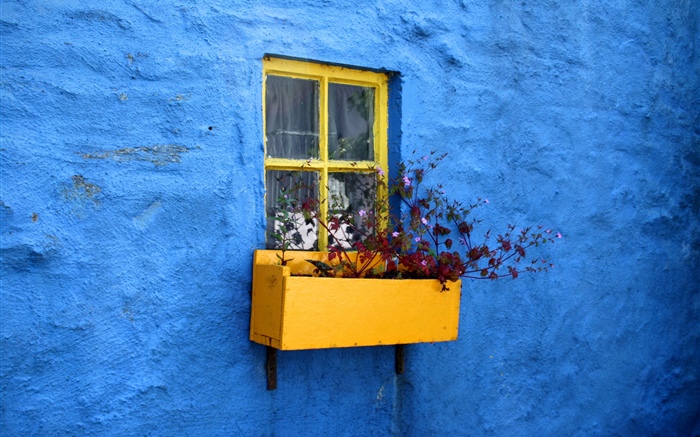 Blue wall, window, flowers Wallpapers Pictures Photos Images