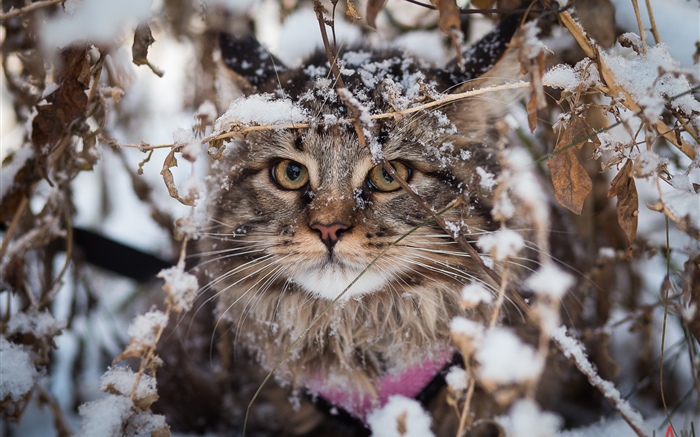 British fold cat, snow, winter Wallpapers Pictures Photos Images