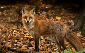 Cute fox in the autumn, leaves HD wallpaper
