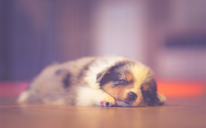 Cute puppy sleeping, dreaming Wallpapers Pictures Photos Images