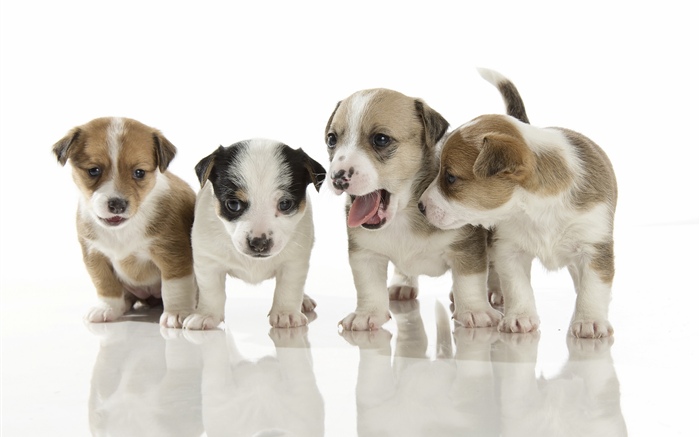 Four cute puppies Wallpapers Pictures Photos Images