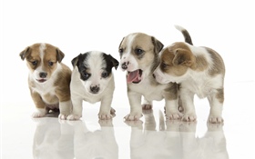 Four cute puppies HD wallpaper