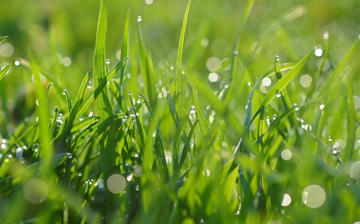 Green grass, water droplets, summer Wallpapers Pictures Photos Images