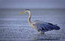 Grey heron, bird, lake HD wallpaper