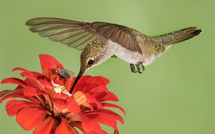 Hummingbird flight, wings, red flowers Wallpapers Pictures Photos Images