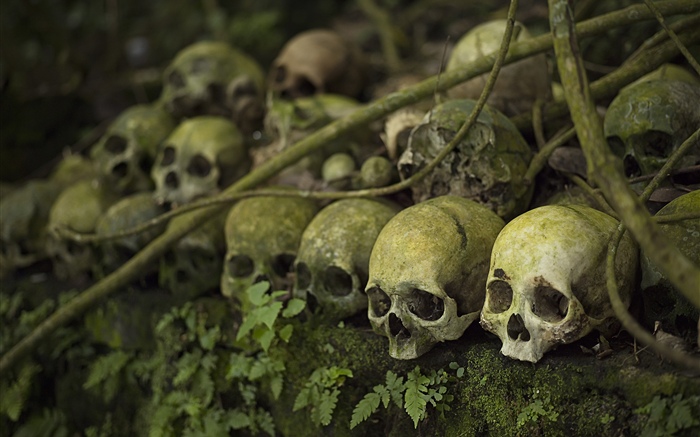 Many skulls, moss, horror Wallpapers Pictures Photos Images